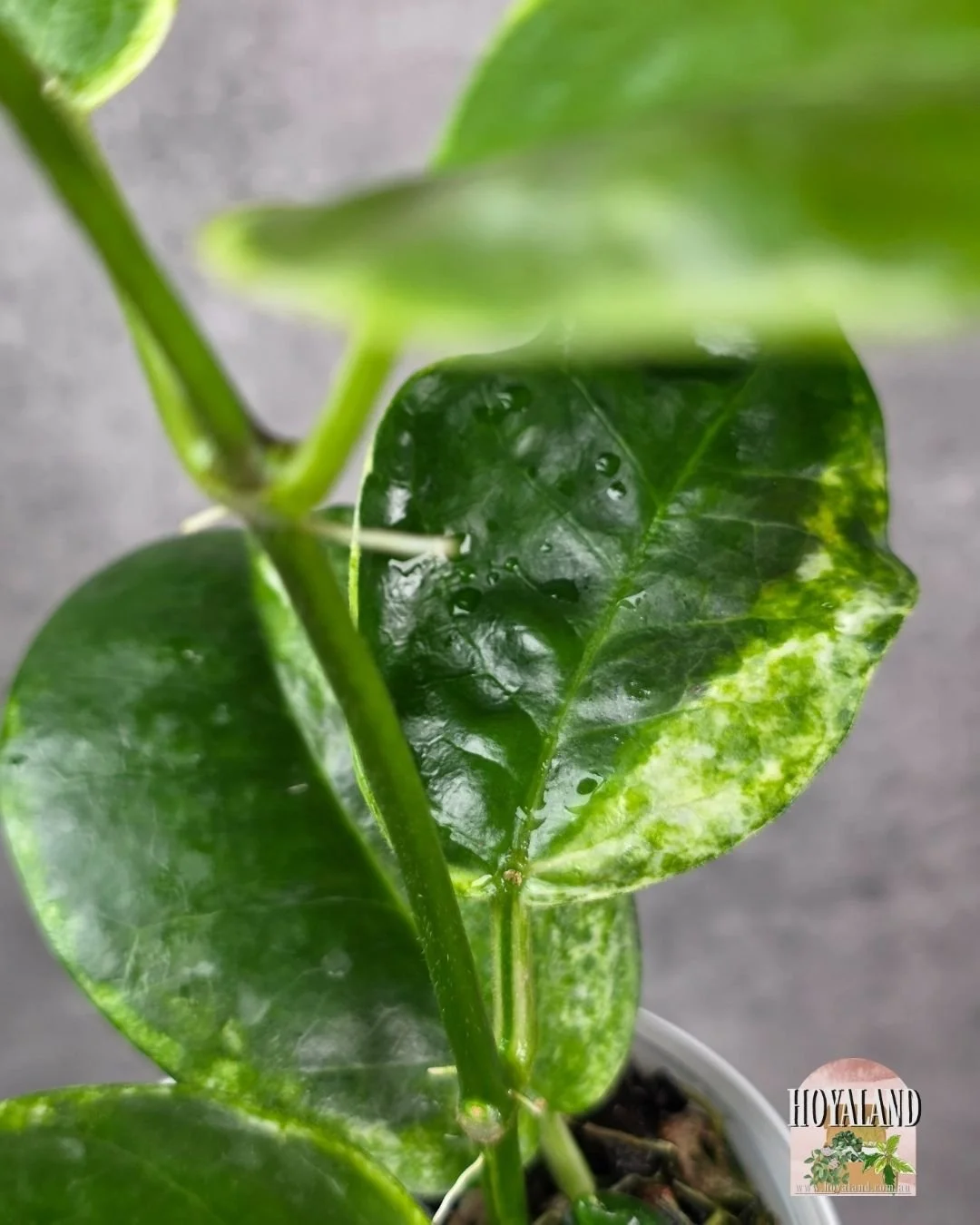 Hoya australis peridot (6).jpg