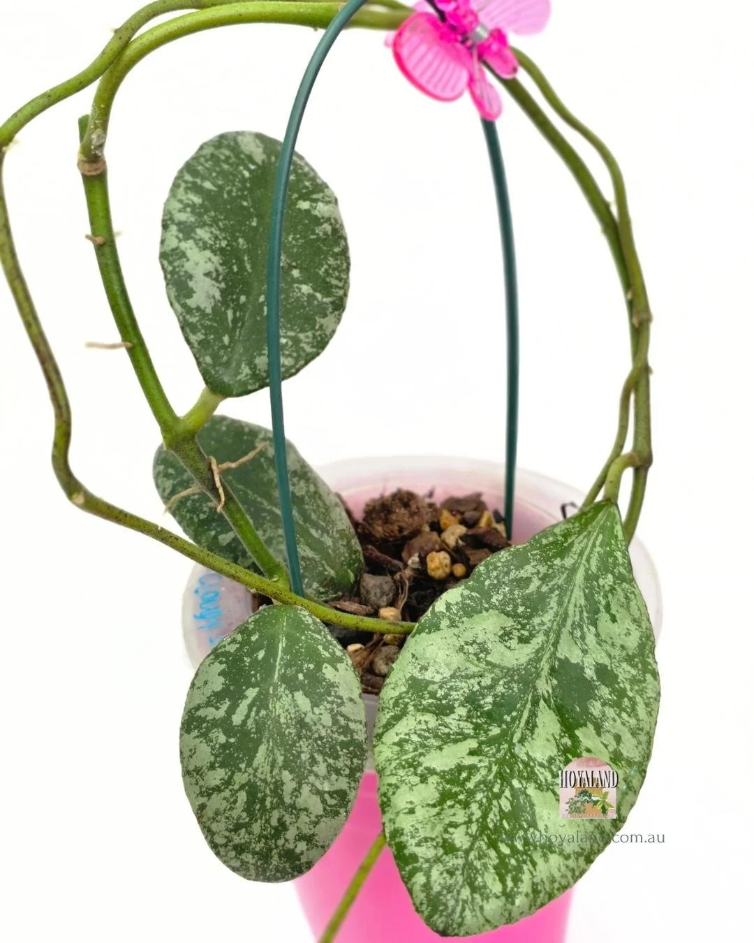 Hoya waymaniae cloudy sky (2).jpg