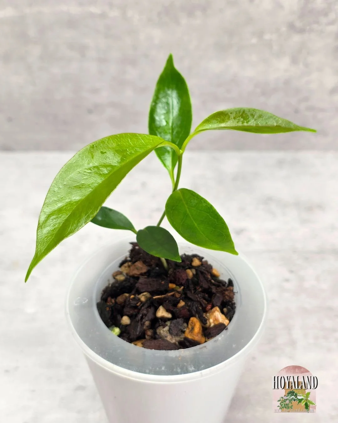 Hoya choloroleuca (3).jpg