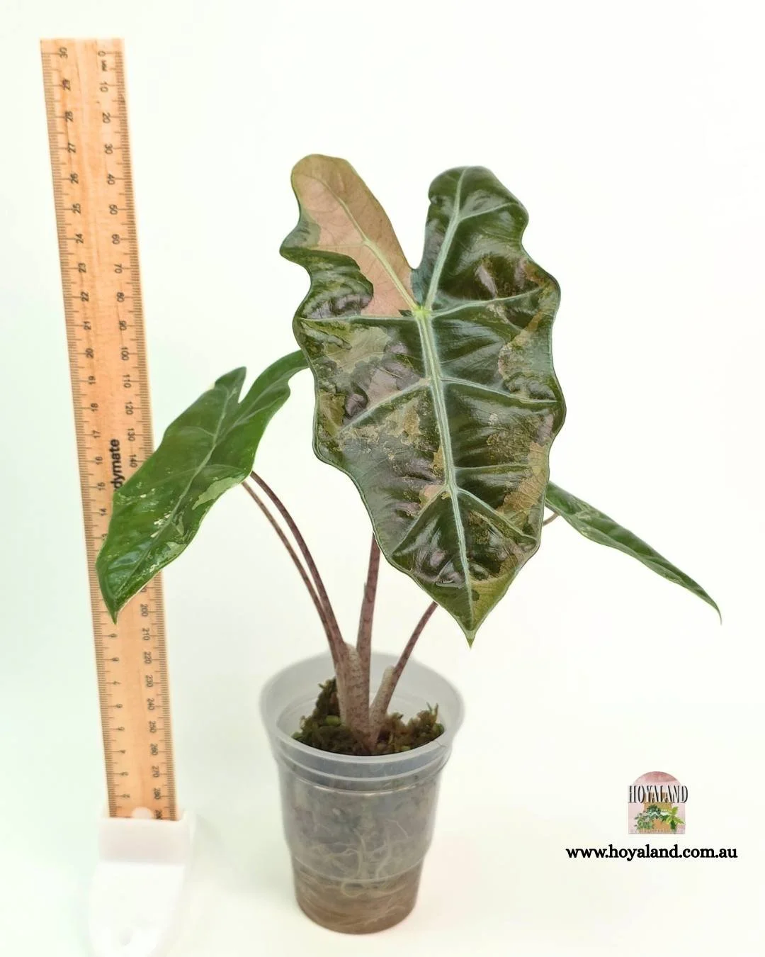 Alocasia pseudo sanderiana pink.jpg