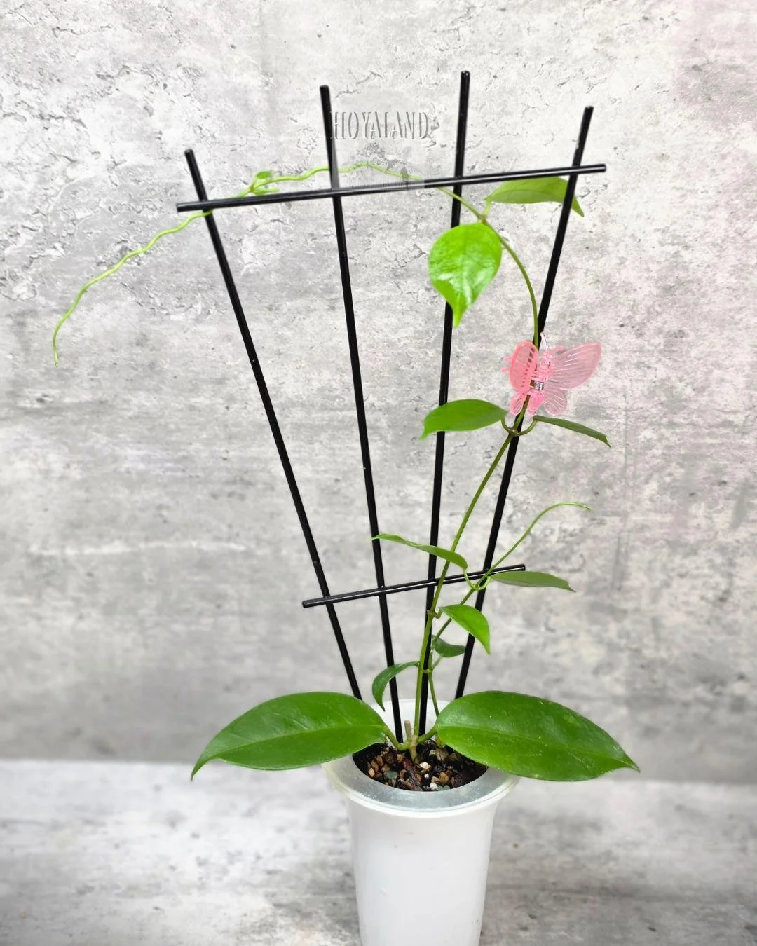 Hoyoa ovalau island (4).jpg