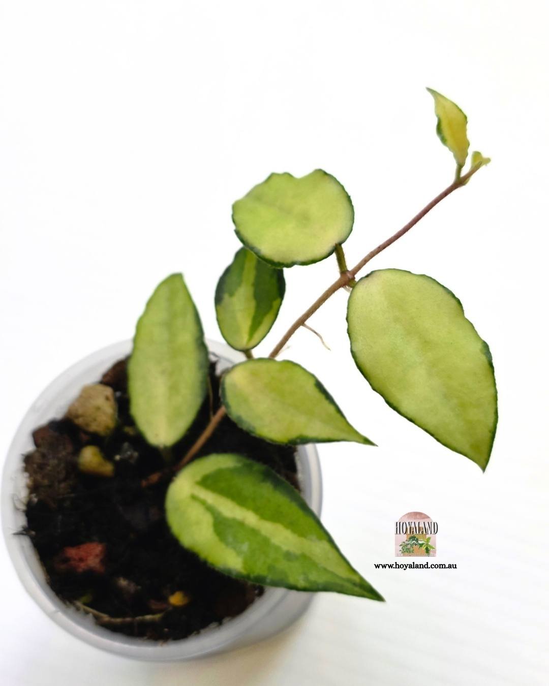 Hoya caudata variegata (4).jpg