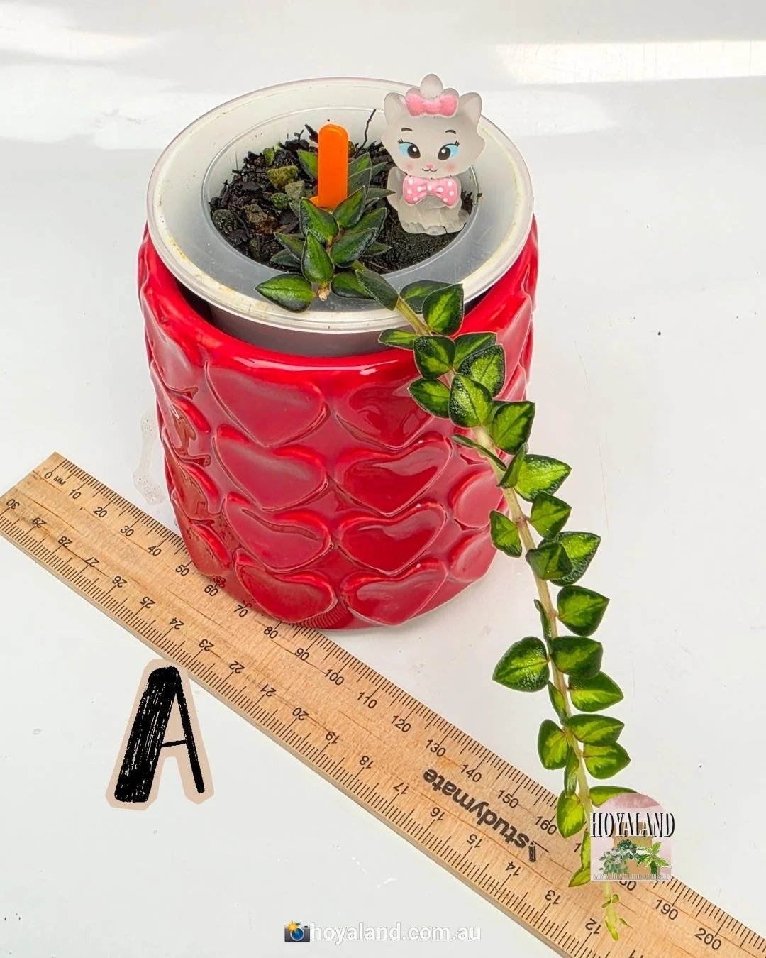 Hoya chinghungensis variegata A (6).jpg