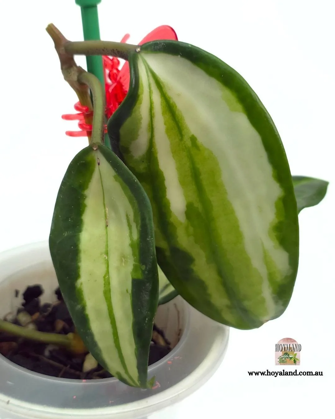 Hoya latifolia queensy (16).jpg