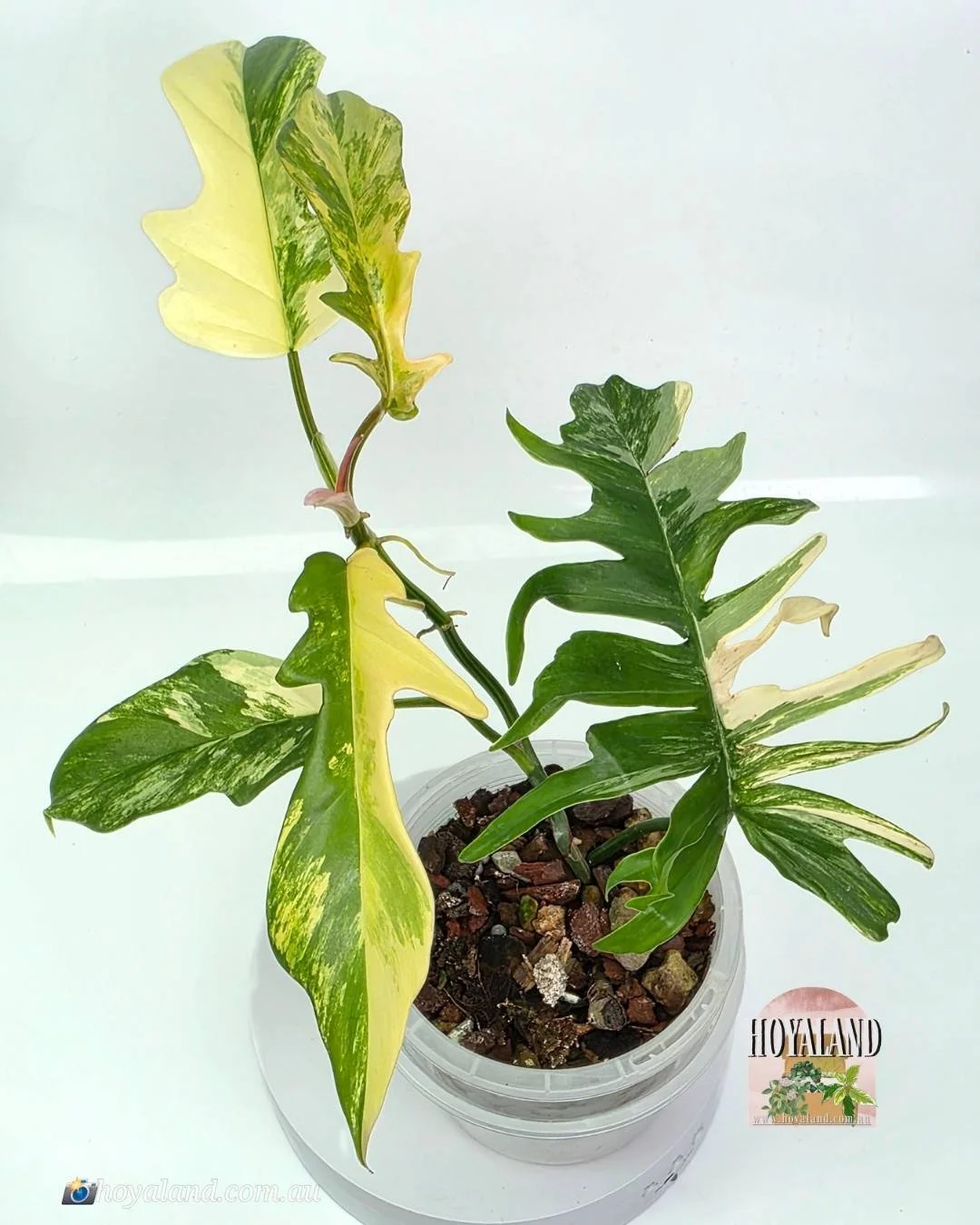 FB  tortum 1 (3).jpg