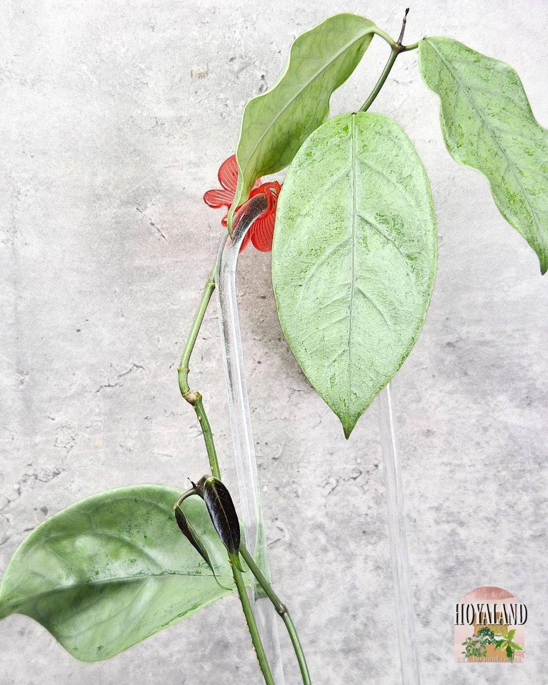 hoya coriacea silver (3).jpg