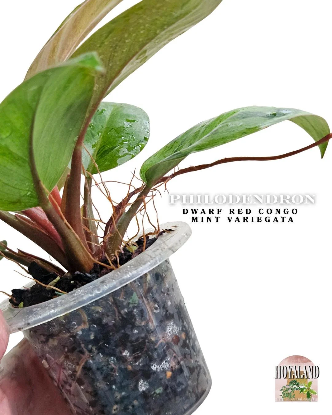 dwarf red congo mint (3).jpg