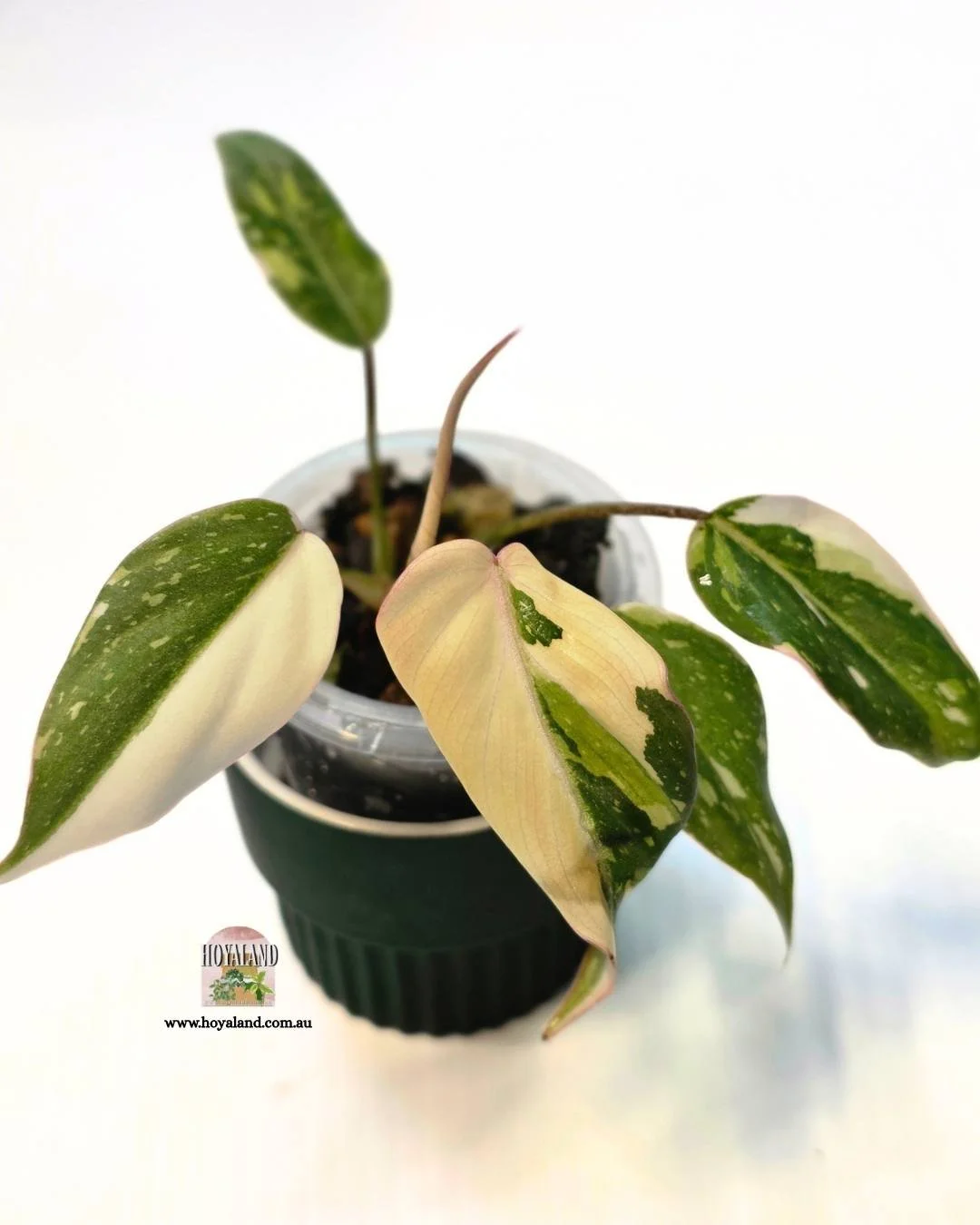 ❄️ Philodendron Gloriosum Variegated
