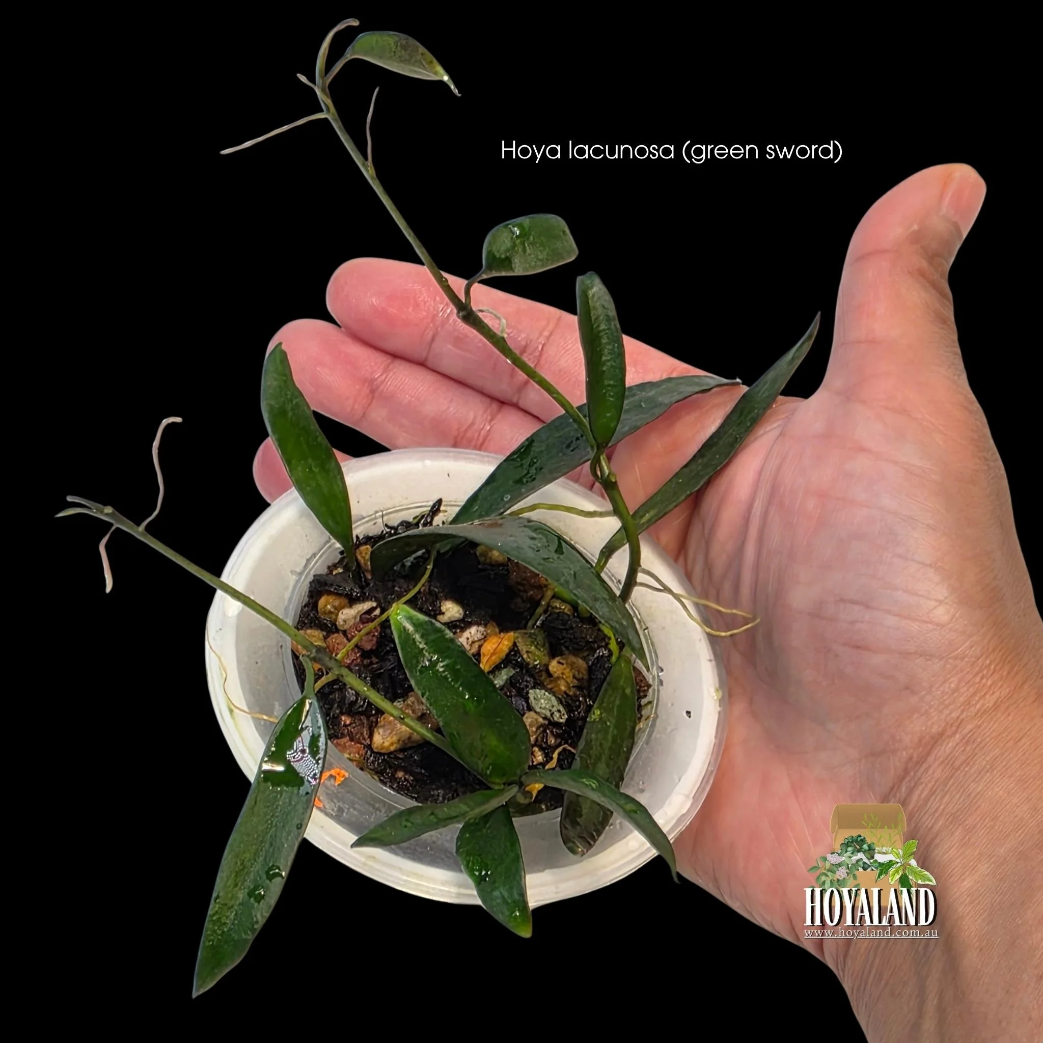 Hoya lacunosa green sword c (2).jpg
