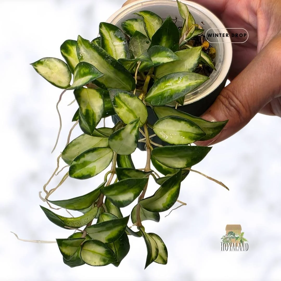 Hoya lacunosa Bruno | Rare Wavy Tricolour Variegated Hoya
