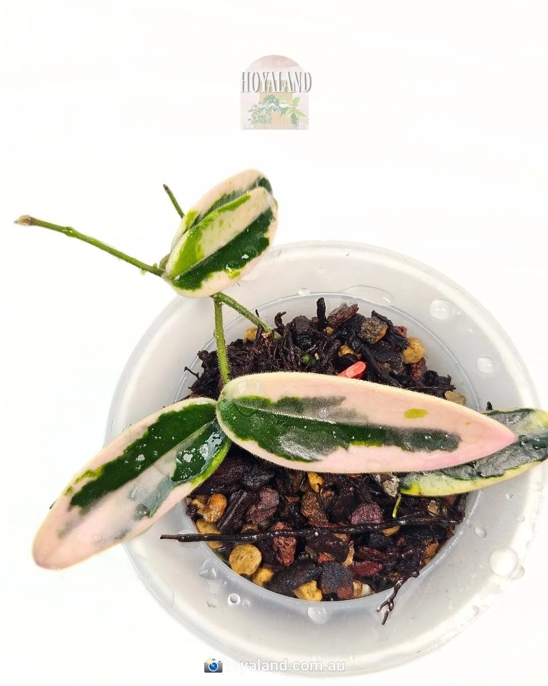 Hoya lyi prism B (1).jpg