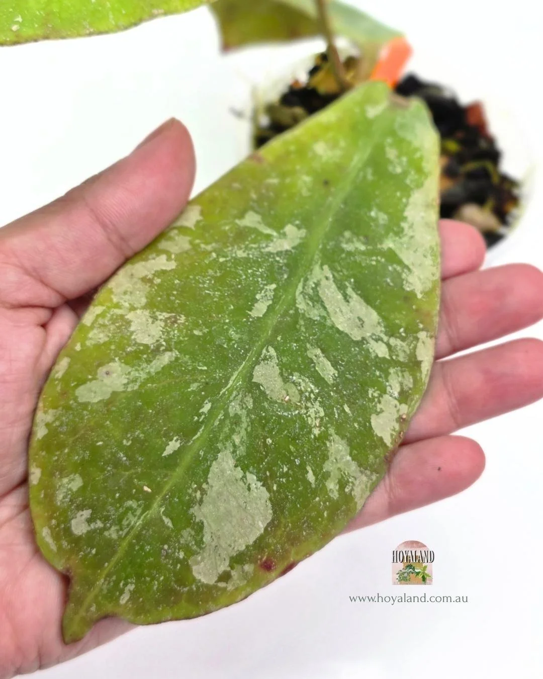 Hoya mitrata splash (4).jpg