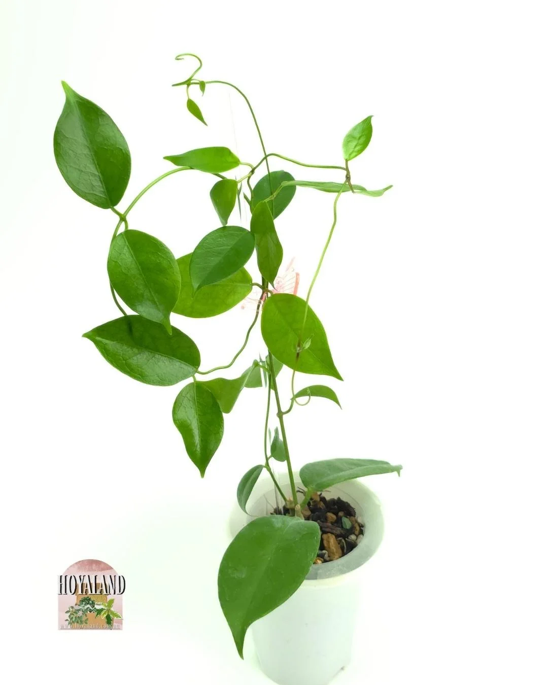 Hoya sp ovalau island (4).jpg