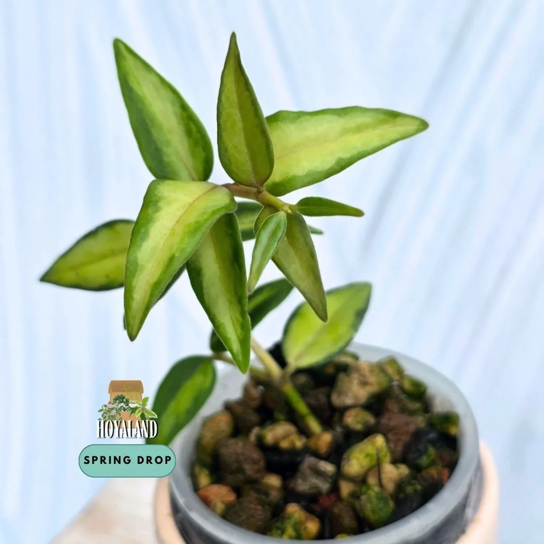 Established cascading Hoya bella Variegata showing delicate vines with creamy-white and green lance-shaped leaves and fragrant white star flowers with pink centers