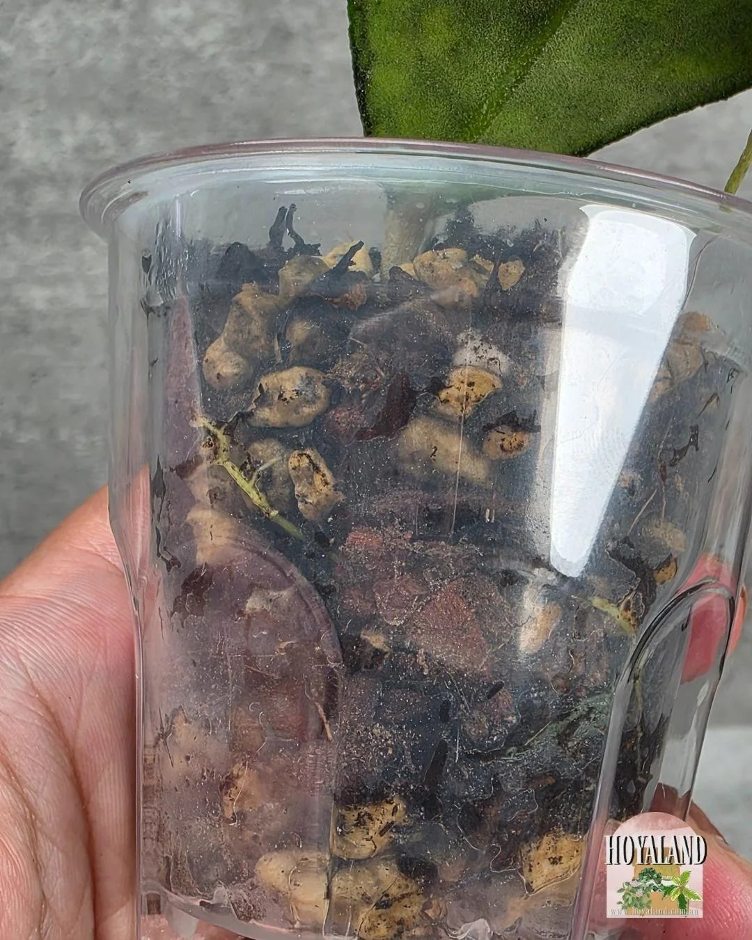 Hoya finlaysonii ah 021 (9).jpg