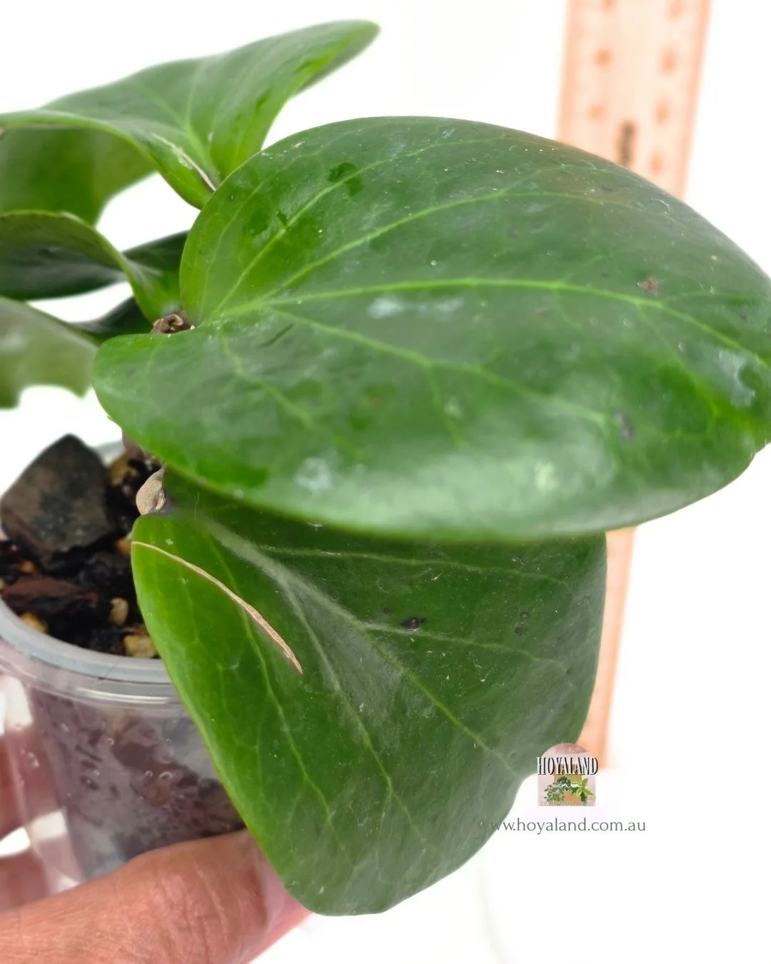 Hoya rhianon 2 (2).jpg