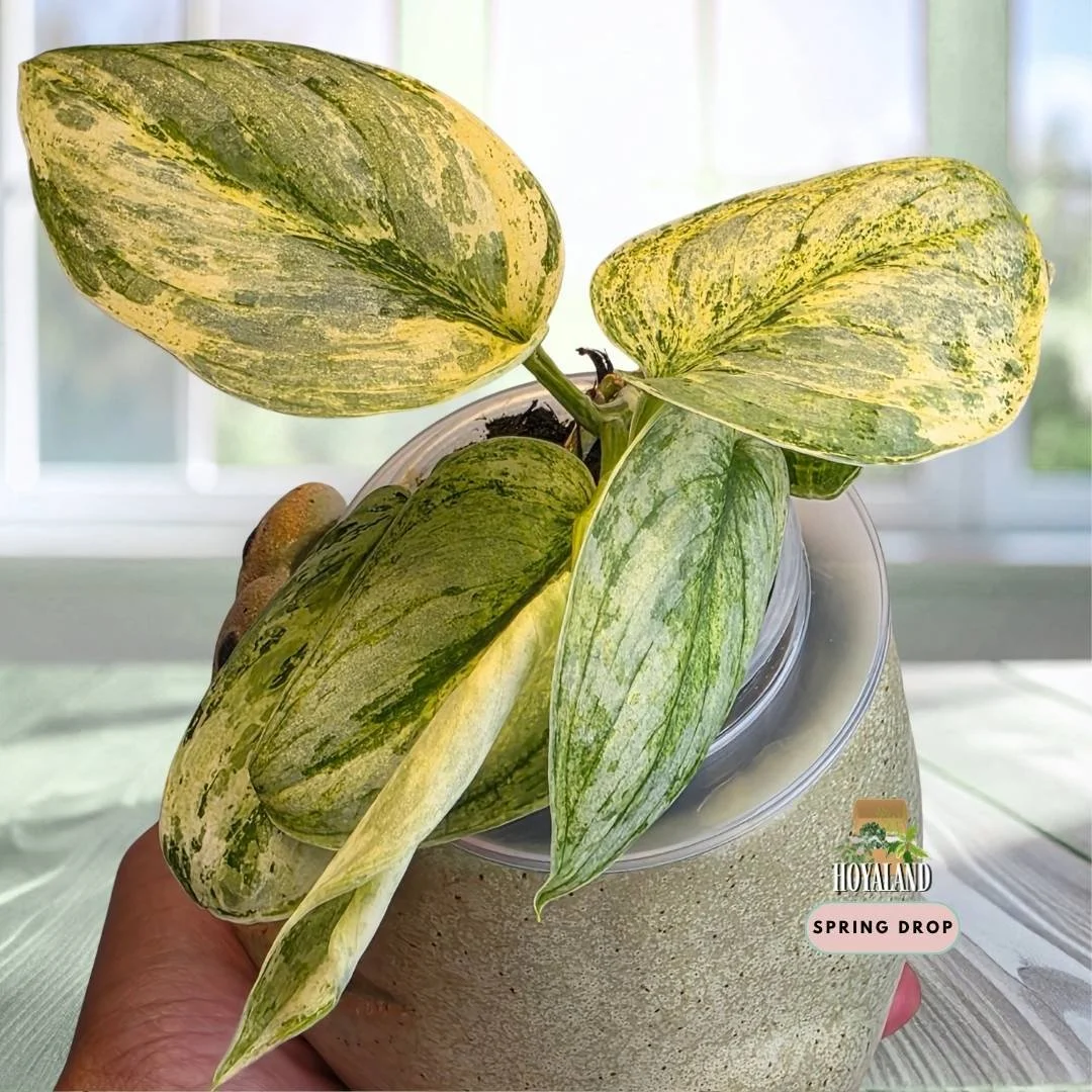 Scindapsus tembaga large.jpg
