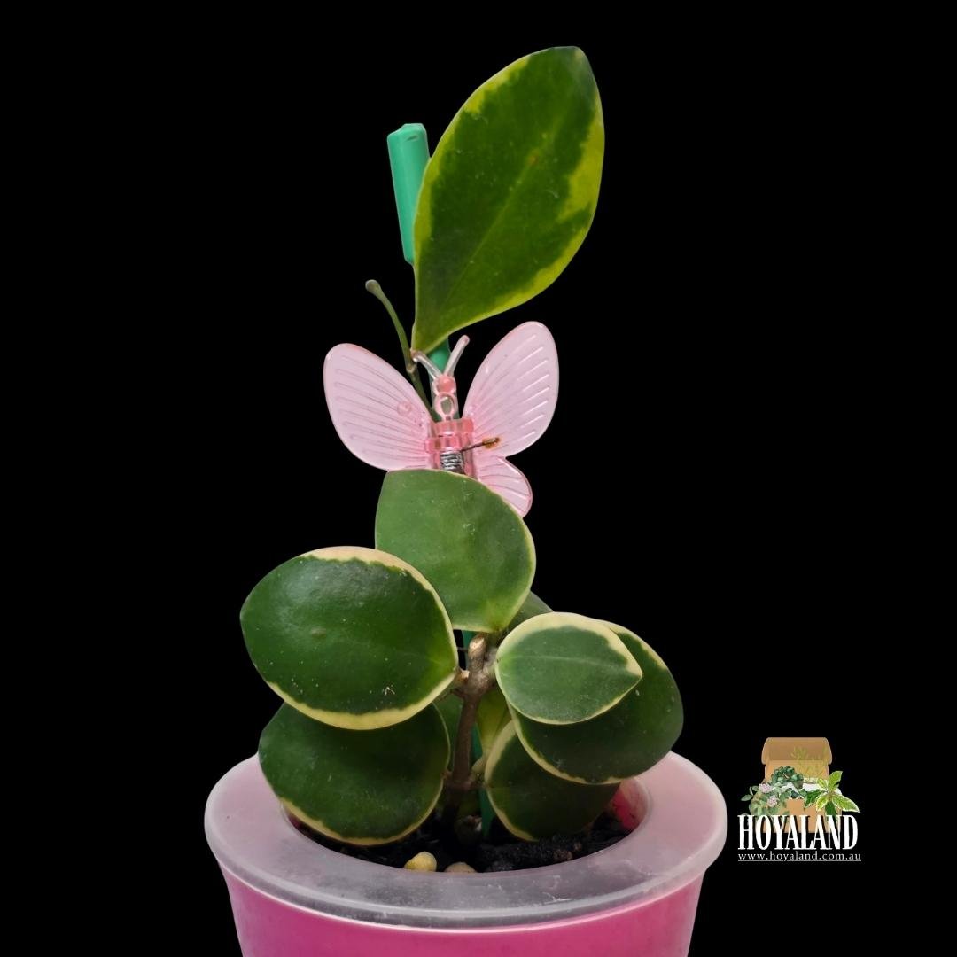 Hoya incurvula albo (2).jpg