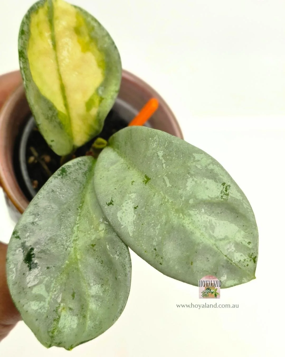 Hoya nova ghost (2).jpg