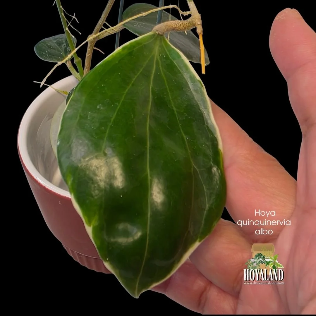 Hoya Quinquinervia lil plu (2).jpg