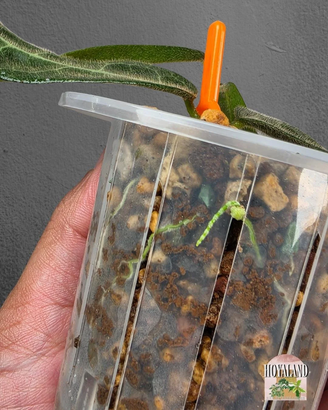 Hoya hypolasia indo.jpg