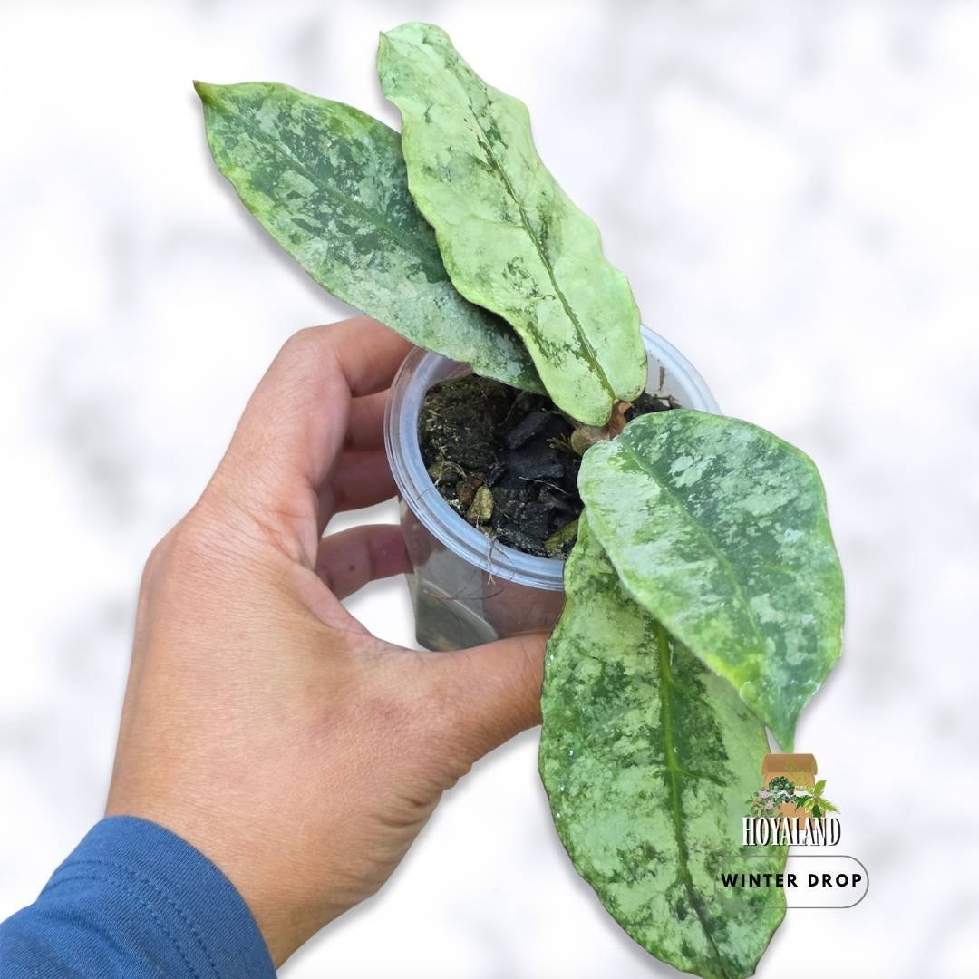 Hoya mitrata 'Buntok Silver' (Heavy Splash)