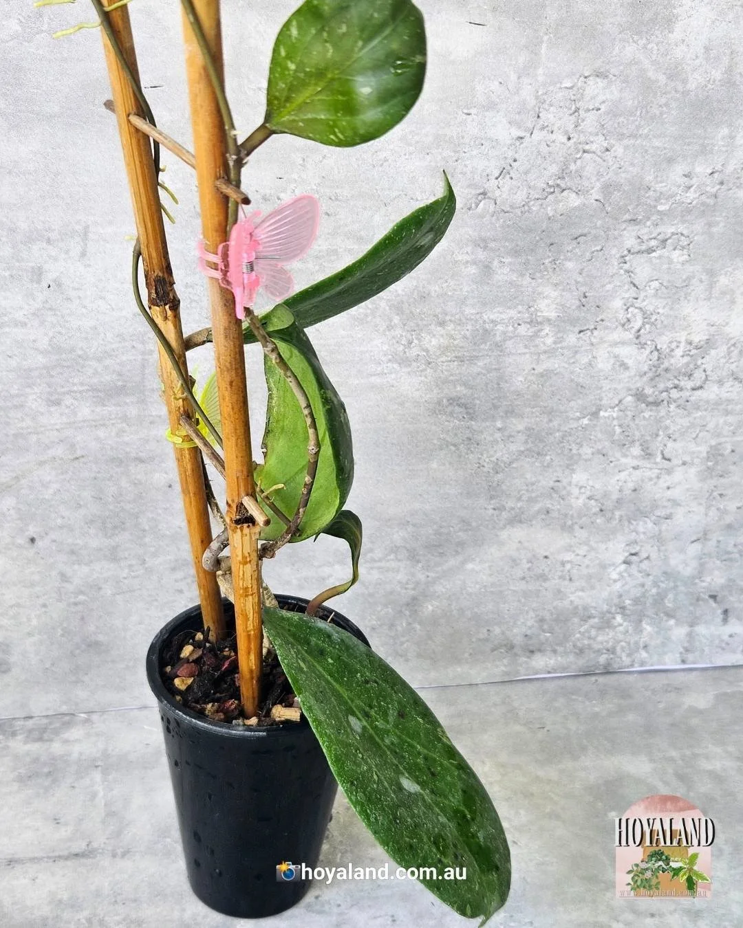Hoya Michele  (5).jpg