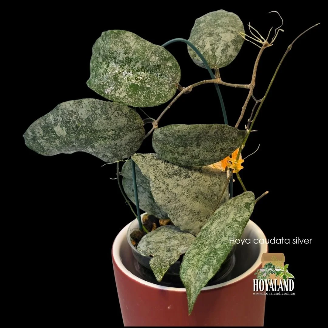 Hoya caudata silver (2).jpg