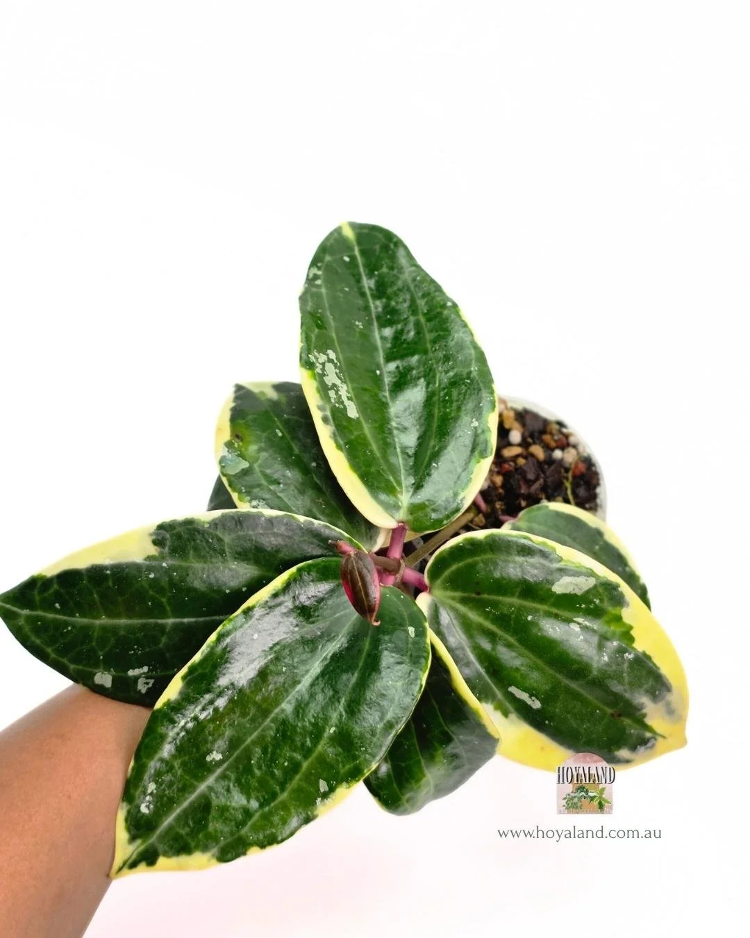 Hoya latifolia round albo.jpg