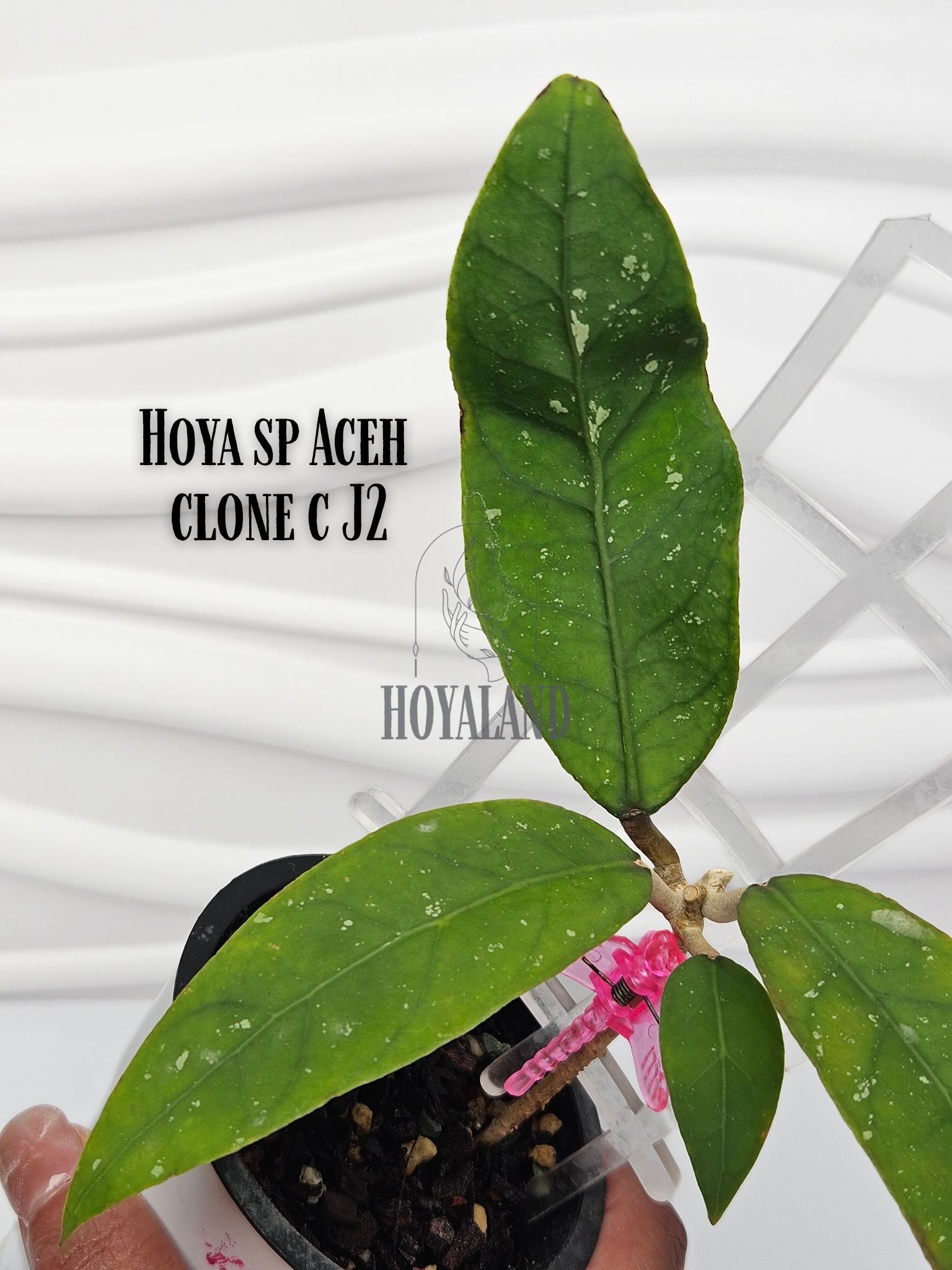 Hoya sp Aceh clone c J2 (6).jpg