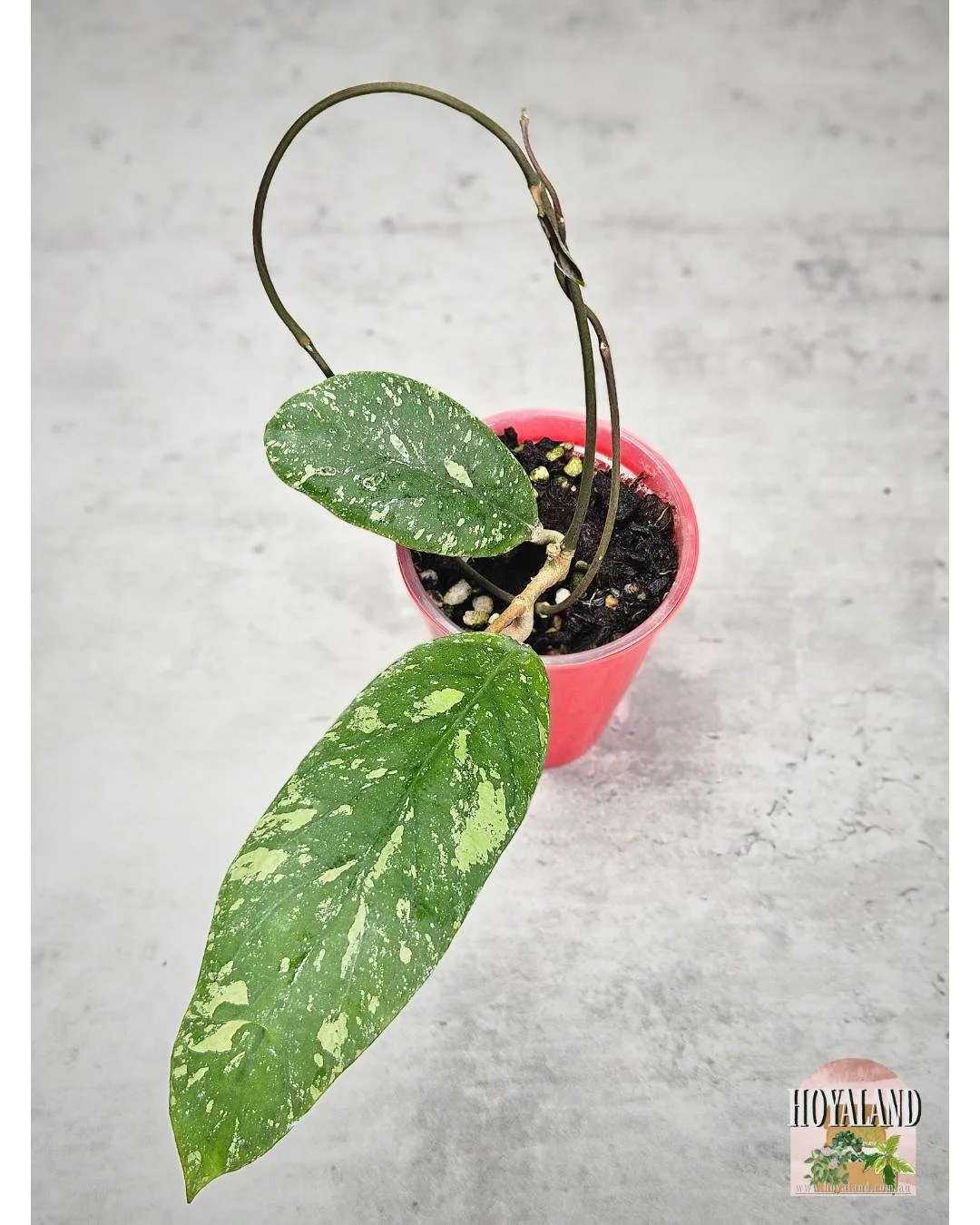 Hoya sp Jabar A (5).jpg