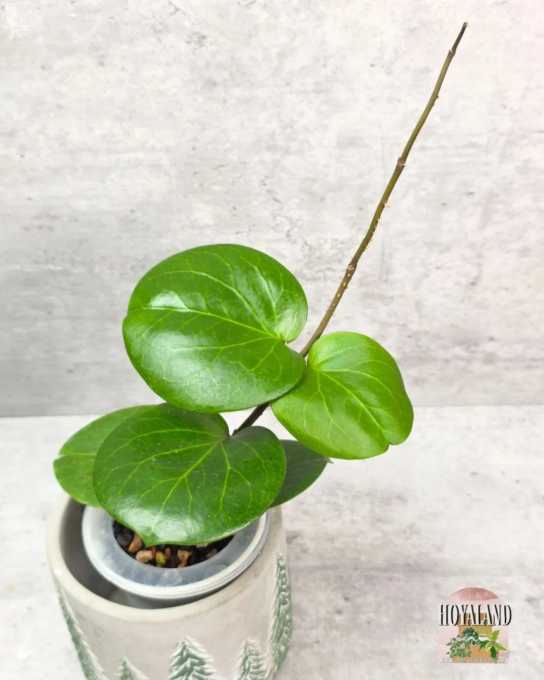 Hoya Rhiannon (6).jpg