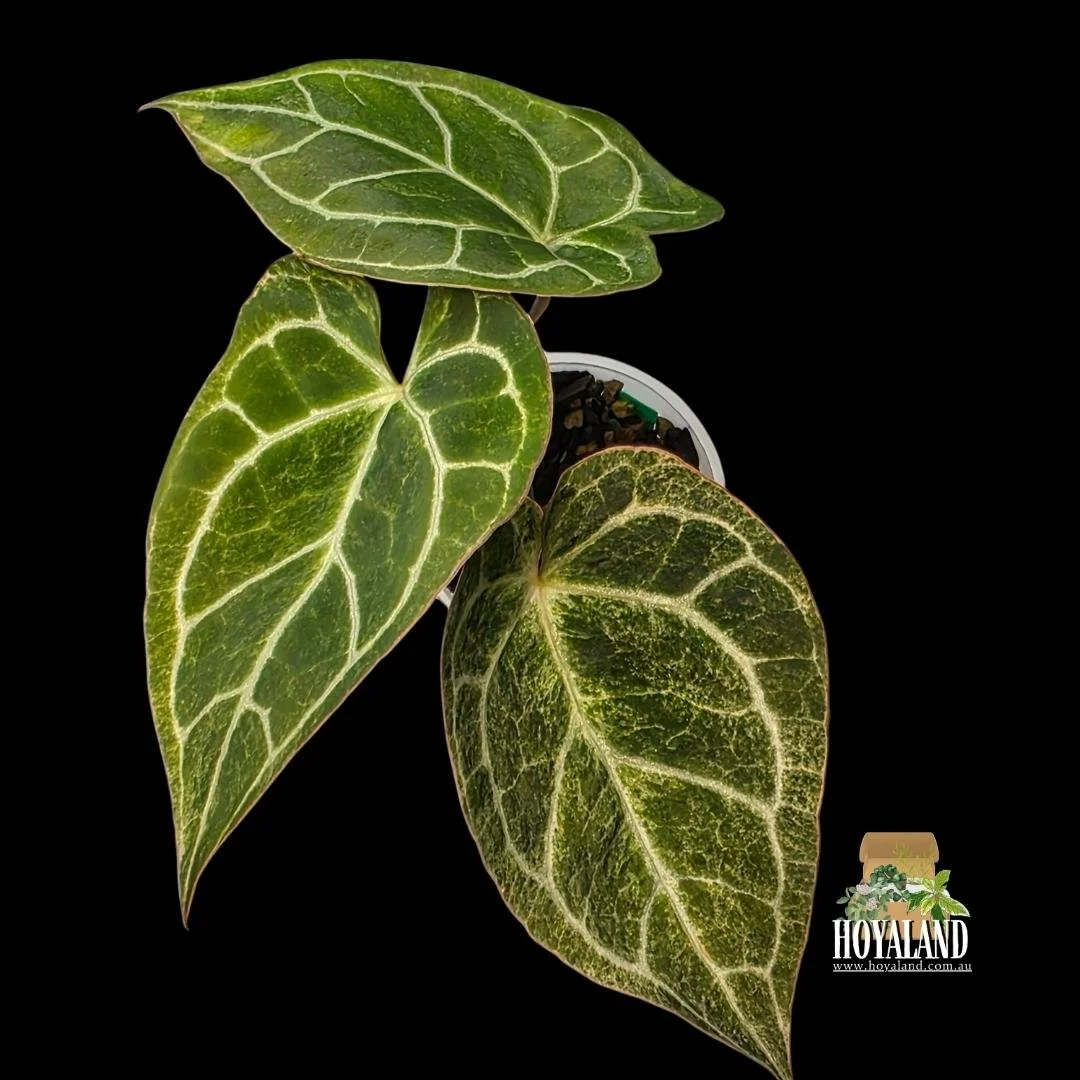 anthurium crystallinum platinum (4).jpg