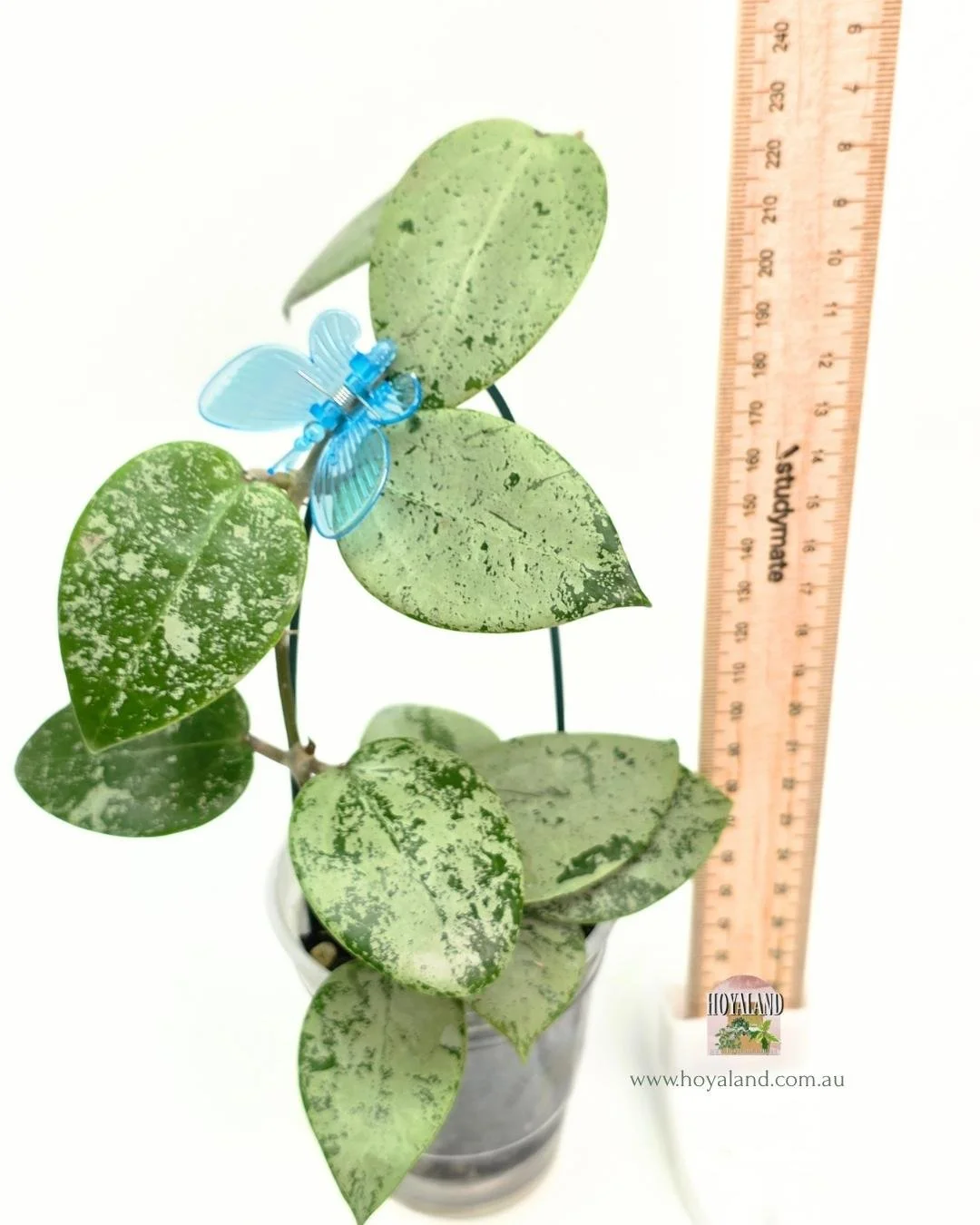 Hoya verticillata heart silver (6).jpg