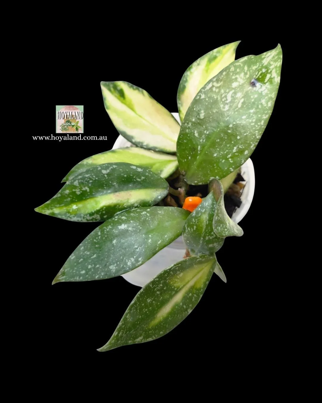 Hoya nabawanensis variegata 2 (2).jpg