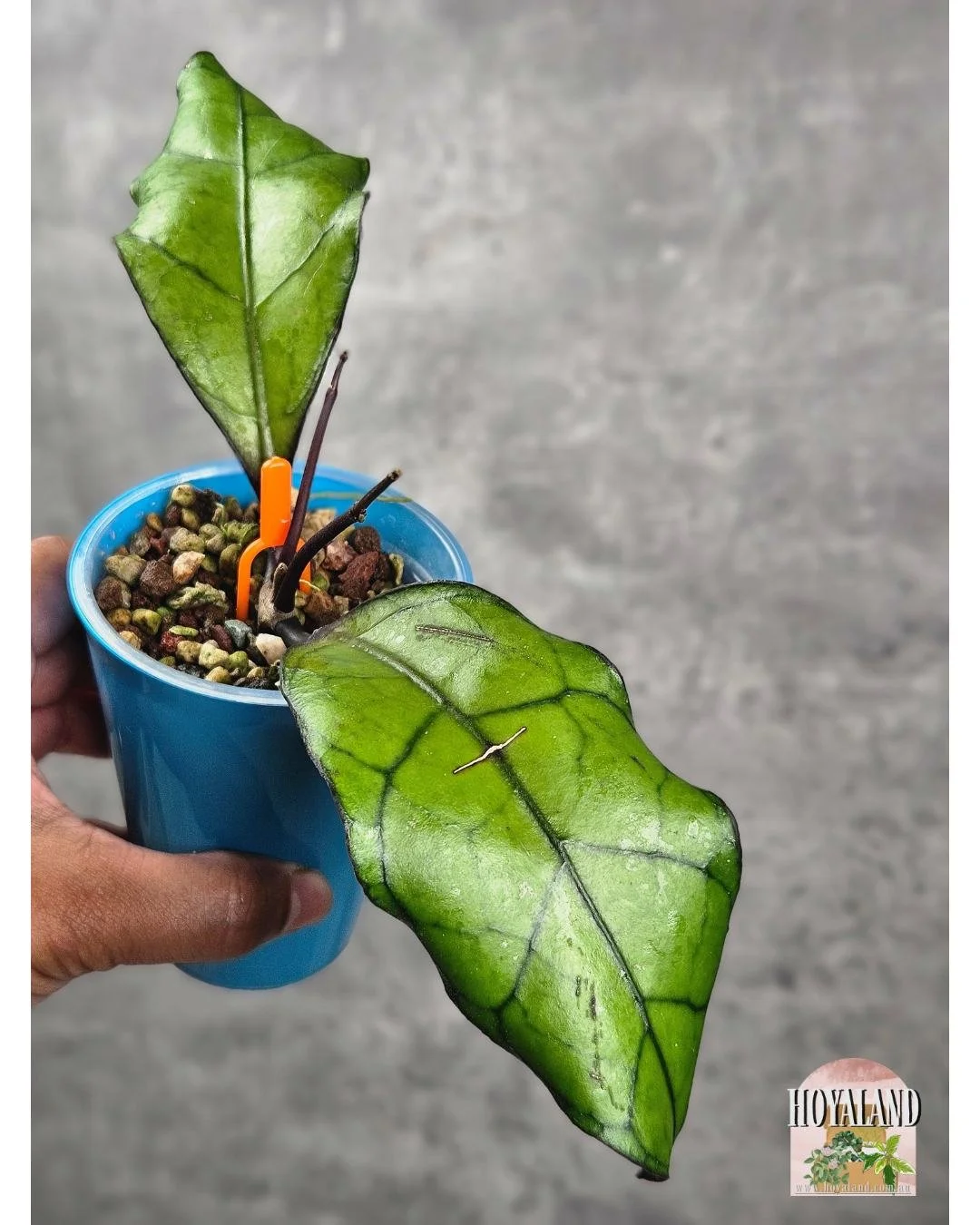 Hoya finlaysonii Tabalong (9).jpg