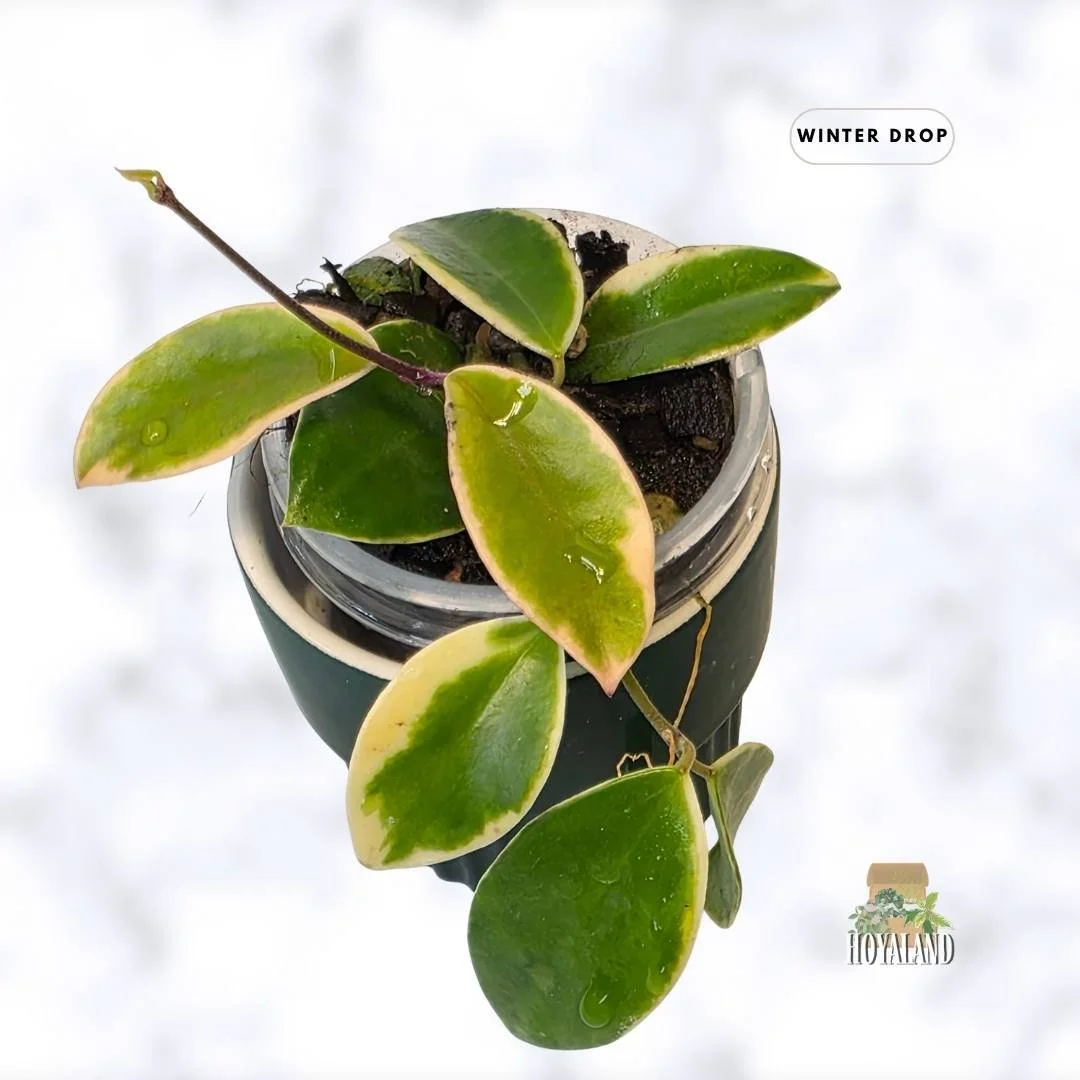 buy-rare-hoya-halophila-albo-small-variegated-leaves-australia.webp (5).jpg