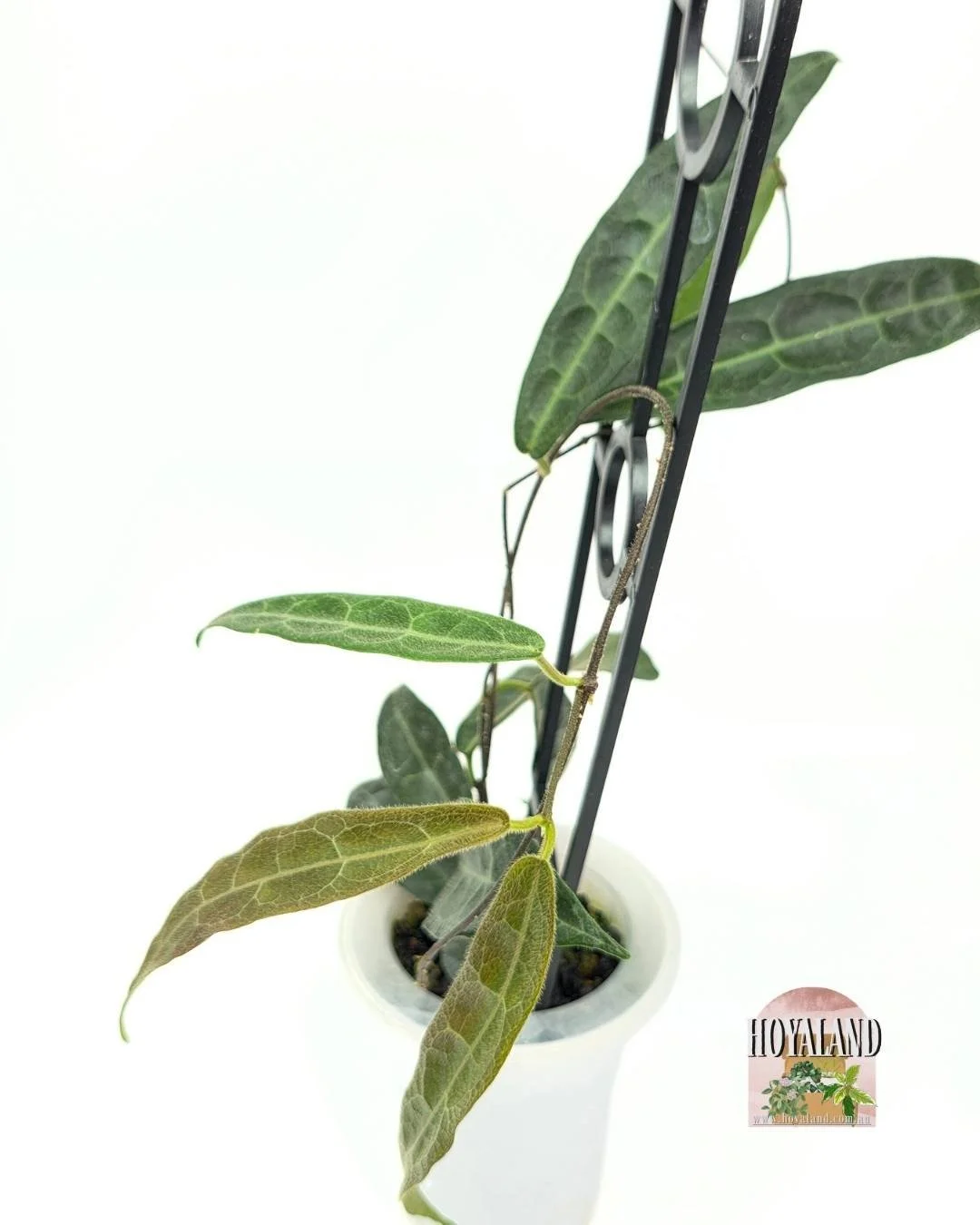 Hoya hypolasia indonesia (2).jpg