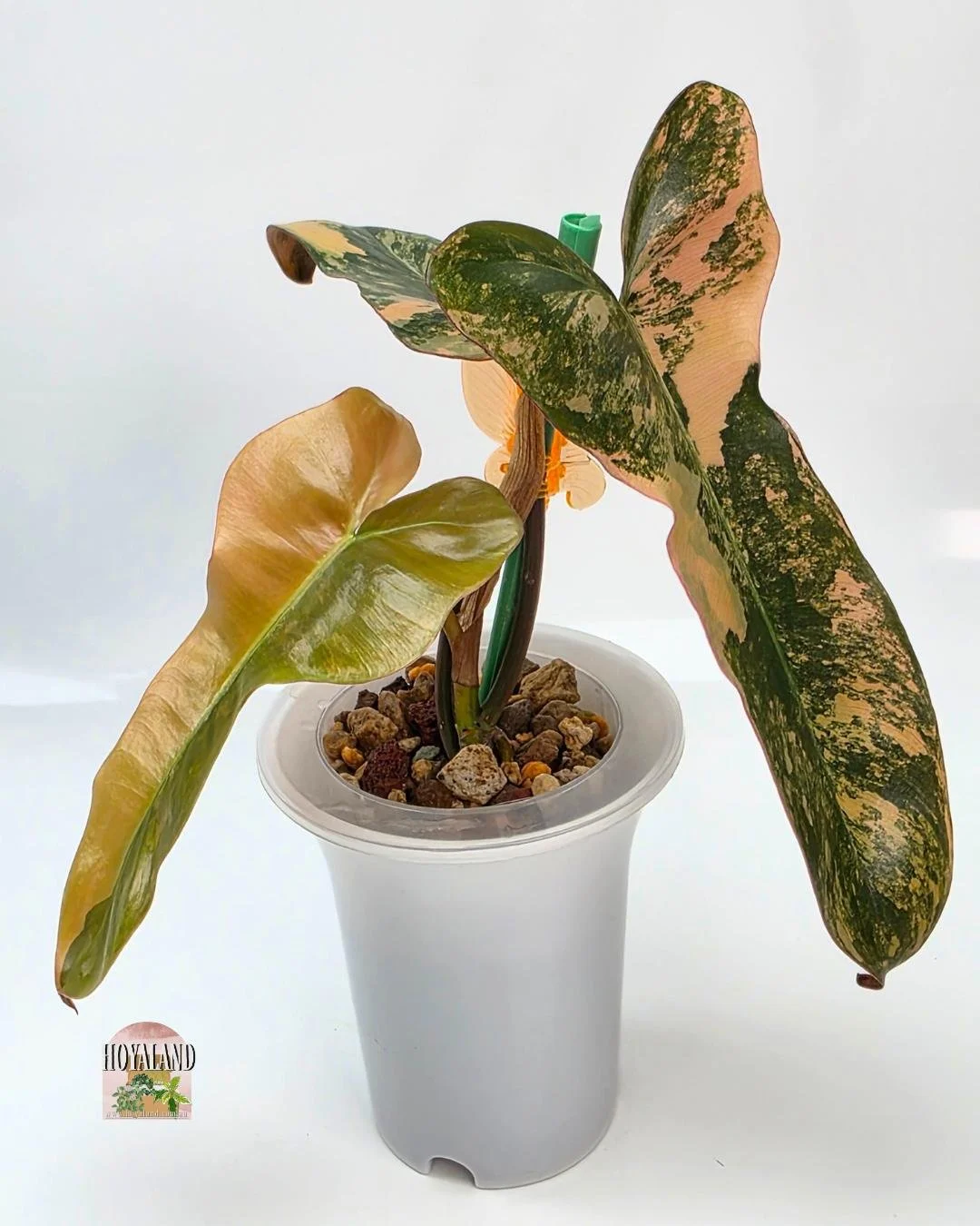 Philodendron brown beauty (7).jpg