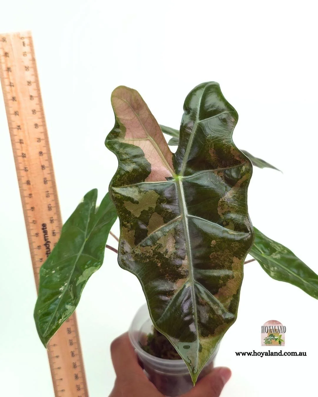 Alocasia pseudo sanderiana pink (11).jpg