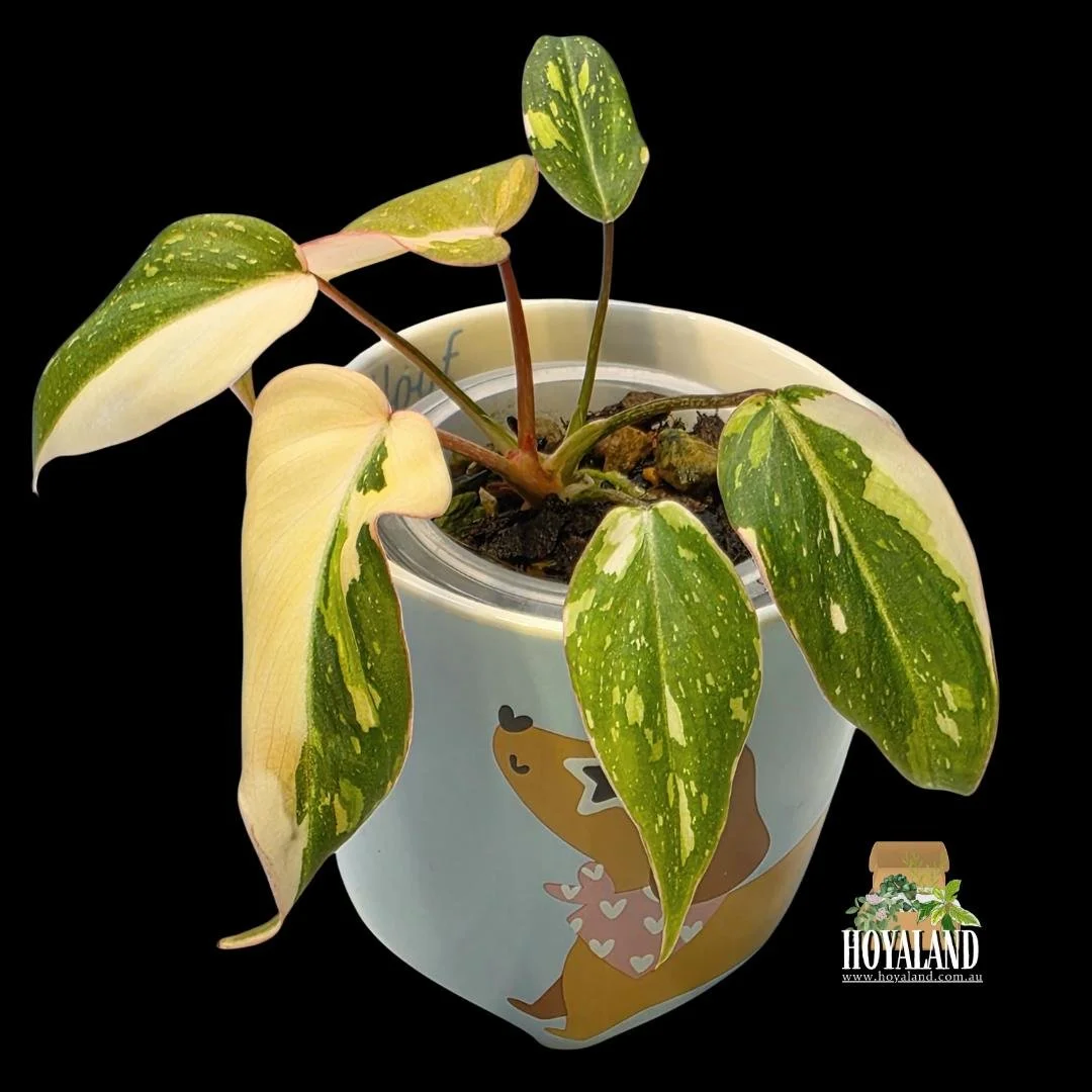 Philodendron gloriosum variegata (4).jpg