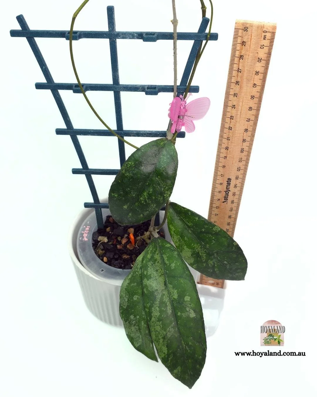 🍂 Hoya aff finlaysonii sp Bahoii