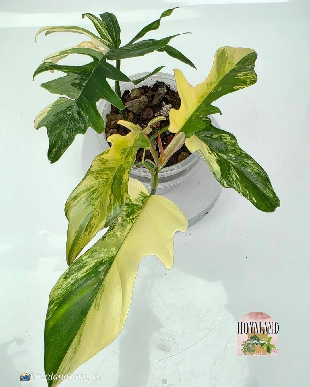 FB  tortum 1 (4).jpg