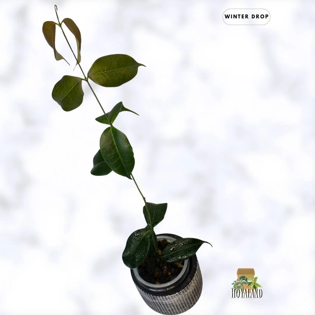 buy-rare-hoya-medusa-fragrant-bronze-leaves-australia.webp (4).jpg