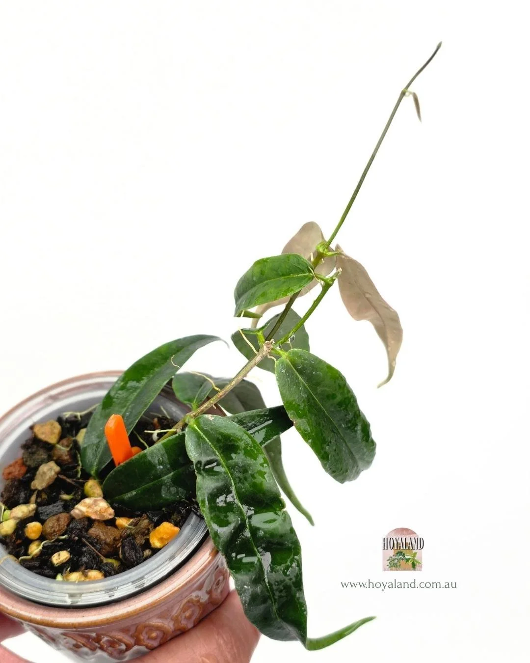 Hoya paradisea (3).jpg