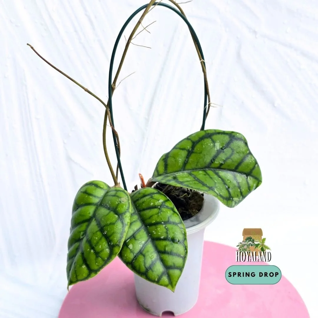Hoya caliistophylla chibi (10).jpg
