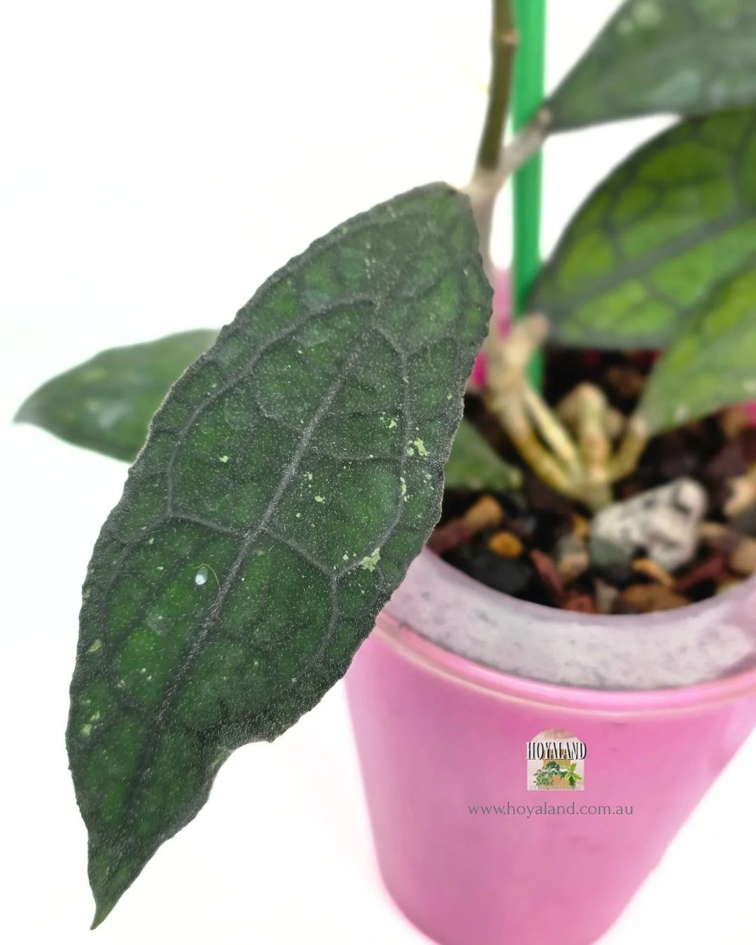 Hoya clemensiorum mini (2).jpg