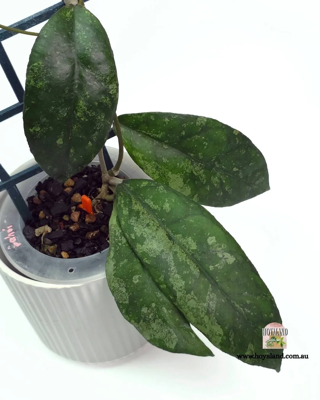 Hoya finlaysonii bahoii (7).jpg