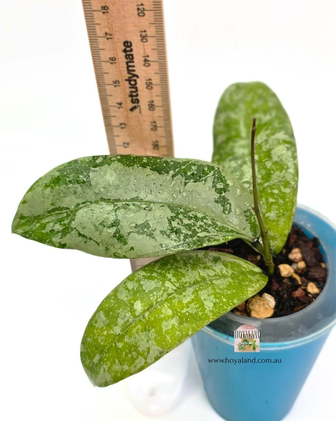 Hoya aff lambii silver.jpg