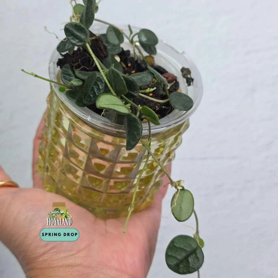 Hoya tengchongensis (4).jpg
